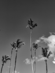 Black and White Photography of a Group of palm trees on a bright blue sky background