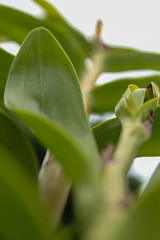 close up of orchid stem