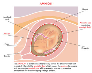 Medical illustration of the amnion with annotations explaining its function during the pregnancy of the woman.