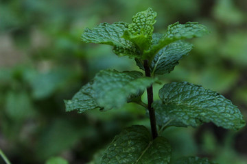 close up of mint