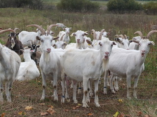 Obraz premium Goats on the field. Electro shepherd on the field