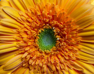 Yellow flower close up background