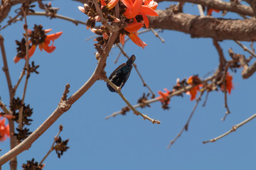 Low angle Zoom-in shot of a bird sitting on bloomed Red Cotton tree branch and blue sky in the background.