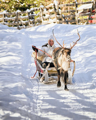 Woman while reindeer sleigh ride in winter Rovaniemi © Roman Babakin