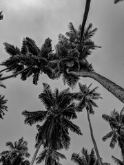 Black and White Photography of a Group of palm trees before the storm