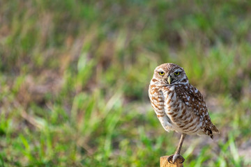 Single Burrowing Owl portrait perched, South West Florida Wildlife, Cape Coral, Royalty free image, Protected Species, Bird of prey, Conservation
