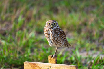 Single Burrowing Owl portrait perched, South West Florida Wildlife, Cape Coral, Royalty free image, Protected Species, Bird of prey, Conservation