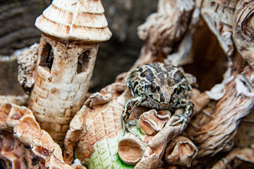 A brown frog sits near a decorative castle in a fountain