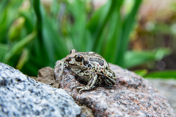 A brown frog sits at stone at the pond