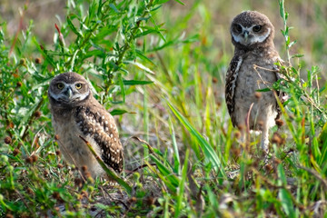 Baby Burrowing Owls portrait , South West Florida Wildlife, Cape Coral, Royalty free image, Protected Species, Bird of prey, Conservation