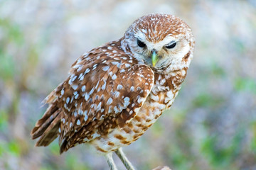 Single Burrowing Owl portrait perched, South West Florida Wildlife, Cape Coral, Royalty free image, Protected Species, Bird of prey, Conservation