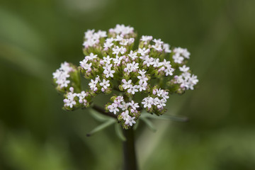 Centranthus calcitrapae Spanish Valerian plant with small whitish pink flowers in groups on top of stem green blurred background