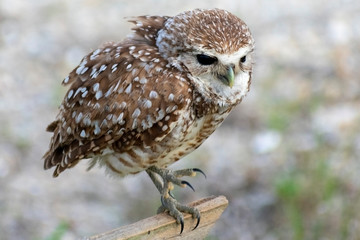Single Burrowing Owl portrait perched, South West Florida Wildlife, Cape Coral, Royalty free image, Protected Species, Bird of prey, Conservation