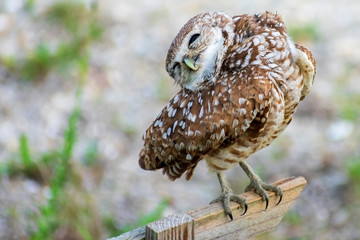 Single Burrowing Owl portrait perched, South West Florida Wildlife, Cape Coral, Royalty free image, Protected Species, Bird of prey, Conservation