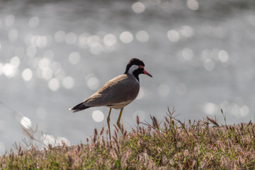 Zoomed shot of a Plover or Lapwing bird on the lake bank with light reflections from water behind.