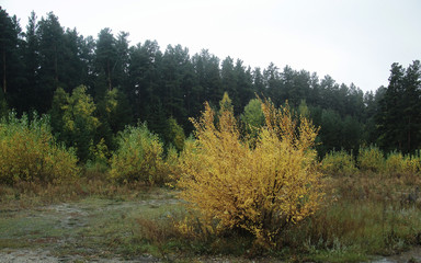 Fototapeta na wymiar Autumn forest and trees with green and yellow leaf
