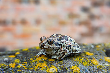 Brown frog sitting on stone with moss