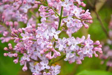
lilac blossoms. start lilac blooms