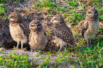 Baby Burrowing Owls portrait , South West Florida Wildlife, Cape Coral, Royalty free image, Protected Species, Bird of prey, Conservation