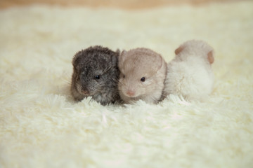 little funny chinchillas 1.5 weeks