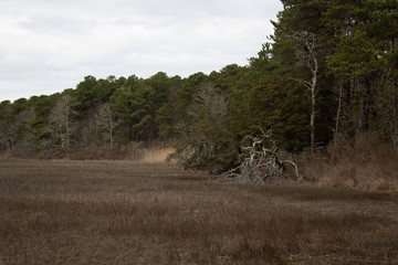 Obraz na płótnie Canvas Forest marsh