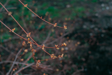 Horizontal photo. Several branches of a wild plant with small flowers. Spring nature. Awakening after the winter.