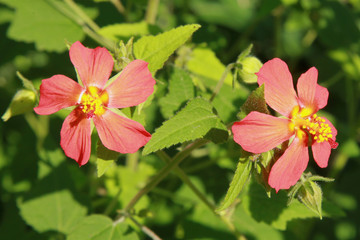 Hibiscus boryanus	