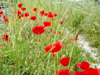 coquelicots dans un champ
