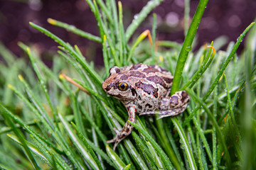 Brown frog sits on green leaf