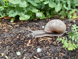 Große Schnecke mit hellem Schneckenhaus