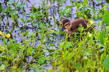 Ducklings Swimming, Bird watching natural habitat, Royalty free stock image, Spring chicks, Best duck photos