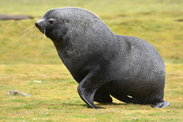 Antarctic fur seal in South Georgia Island