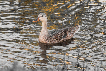 Swimming mother duck, Royalty free stock image, best duck photo, Natural habitat, Bird watching, Wild duck
