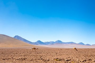 Scenic road in the Atacama desert, Chile