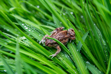 Brown frog sits on green leaf