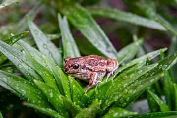 Brown frog sits on green leaf