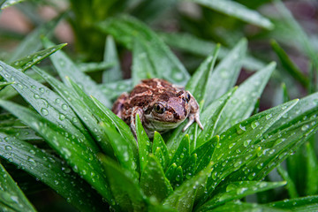 Brown frog sits on green leaf