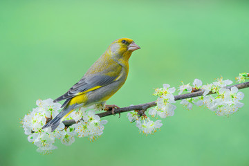 Eurasian greenfinch (Chloris chloris) on a blossoming branch