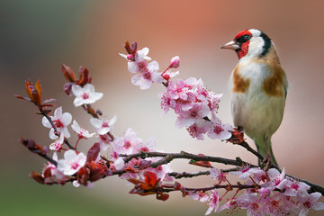 Panele Szklane  Goldfinch, Carduelis carduelis, single bird on blossom