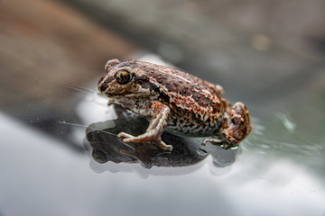 Fototapeta premium Green frog sitting on glass