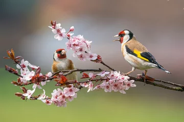 Fotobehang Distelvink, Carduelis carduelis, twee vogels in bloei © Ivan