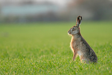 Wild brown hare with big ears sitting in a grass