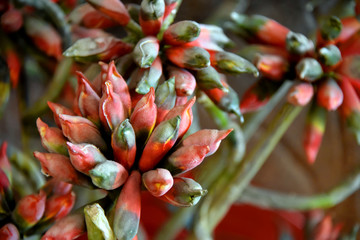 Exotic Flowers in Orange and Green