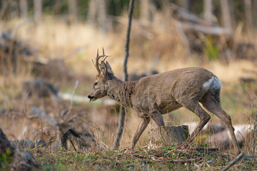 Roebuck - buck (Capreolus capreolus) Roe deer - goat