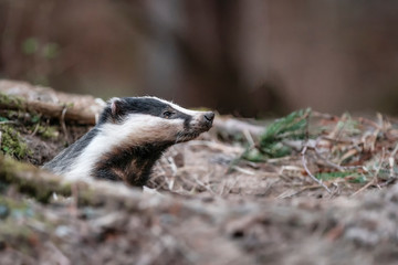 Badger, wild, native, Eurasian badger, scientific name: Meles Meles, emerging from the badger sett with muddy nose covered in earth.