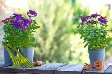 Farmer's box with Seedlings of summer flowers. Growing flowers in the greenhouse. Gardening.
