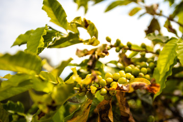 Details of green and ripe Brazilian coffee beans