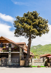 House on Street in town Svetitskhoveli with a beautiful tree. Georgia