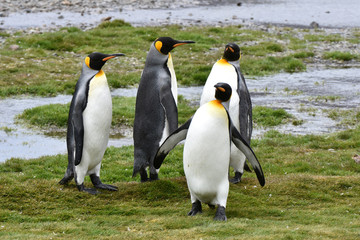 Fototapeta premium King penguin at Fortuna Bay, South Georgia Island