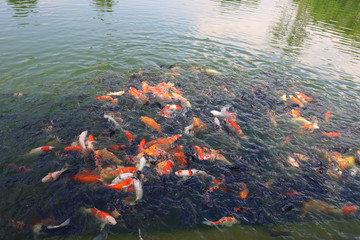 group carp fish in the water is beautiful at nature garden